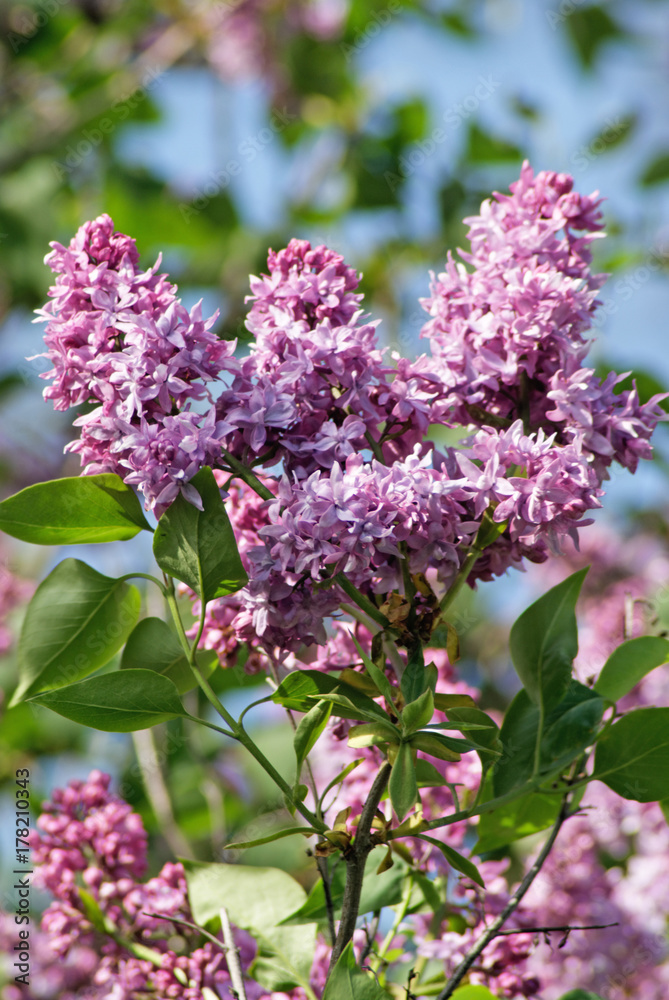 Branch of a blossoming lilac. A beautiful bunch of lilac closeup. Lilac Bush Bloom. Lilac flowers in the garden Branch of a blossoming lilac. A beautiful bunch of lilac closeup. Lilac Bush Bloom. Lilac flowers in the garden