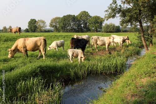 Rinder auf der Weide in der Marsch