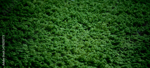 green carpet background
