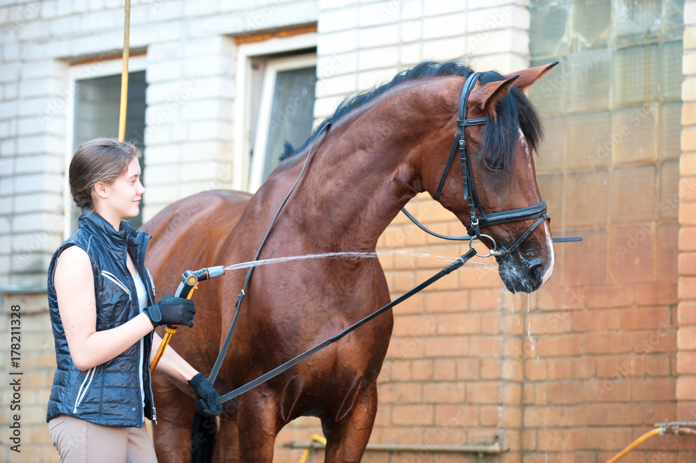 Chestnut horse enjoying of cooling down in the summer shower Chestnut horse enjoying of cooling down in the summer shower