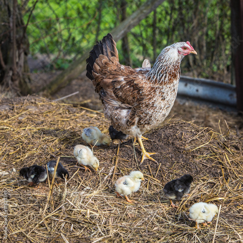 Hen and chicks photo