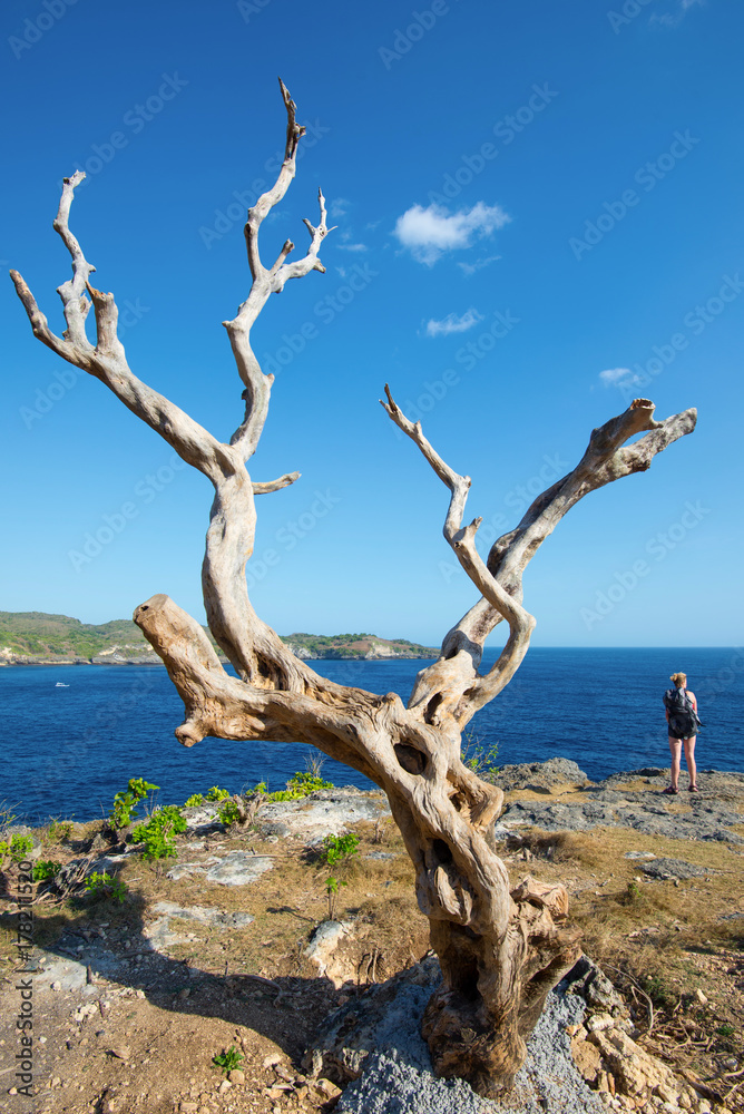 Lonely tree on Nusa Penida cliff - Indonesia. Lonely tree on Nusa Penida cliff - Indonesia.