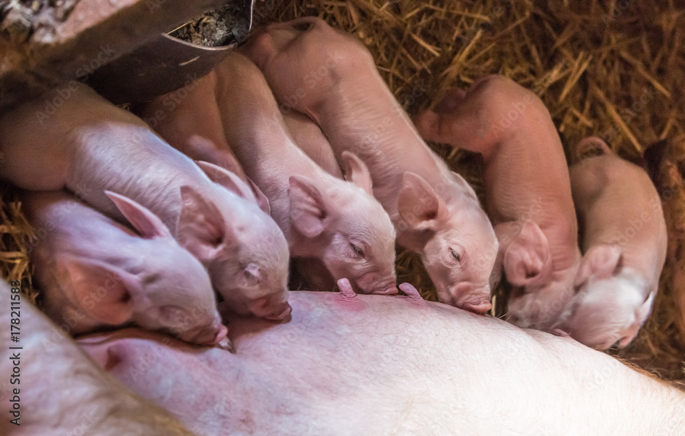 Small pig on a farm Small pig on a farm