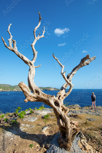 Lonely tree on Nusa Penida cliff - Indonesia.