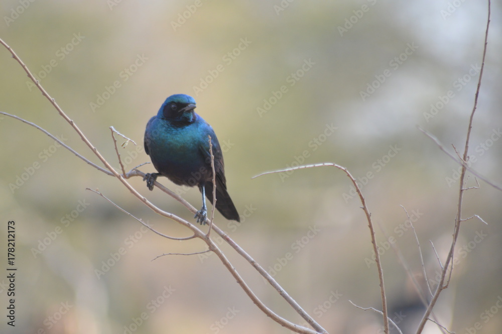 Blue Bird perched on a branch Blue Bird perched on a branch