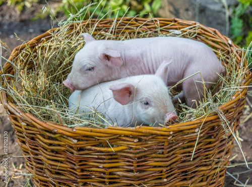 Two pigs in a basket with hay photo