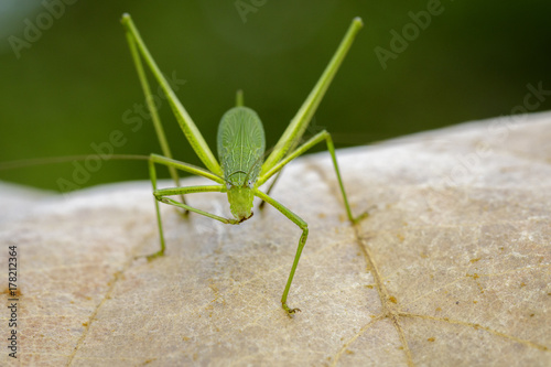 Image of family Tettigoniidae(Mirollia hexapinna) are commonly called katydids or bush-crickets on dry leaves brown. Insect. Animal photo