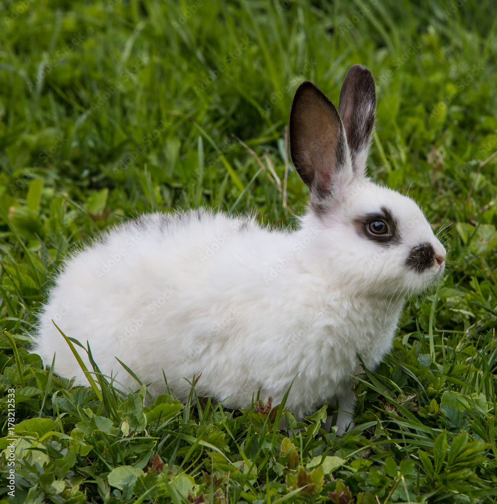 A view of a white rabbit on a green grass A view of a white rabbit on a green grass