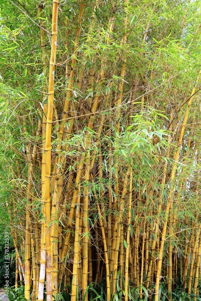 Goldener Peking Bambus"-Bilder: Stock-Fotos & -Videos. | Adobe Stock