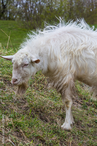 Summer is in full swing. A young white goat eats high juicy grass