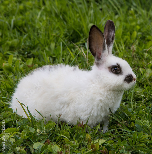 A view of a white rabbit on a green grass