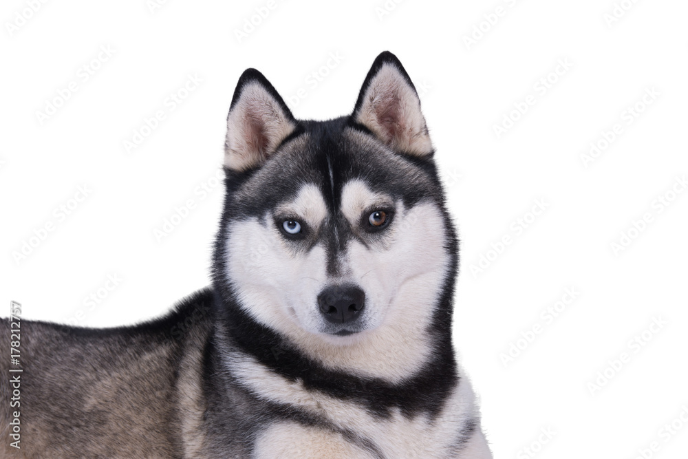 Husky Kopf mit marmorierten Augen vor weißem Hintergrund