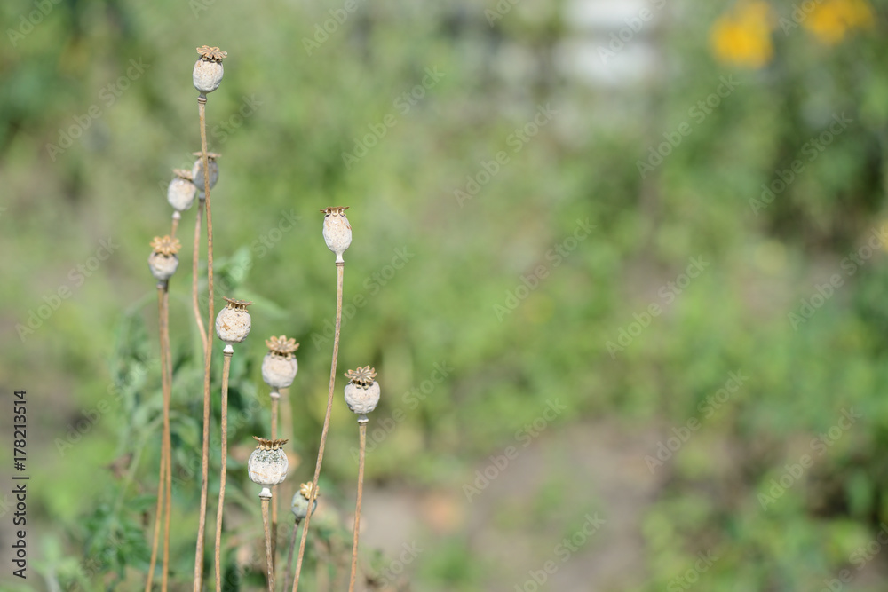 Dry poppy heads in the garden close up Dry poppy heads in the garden close up