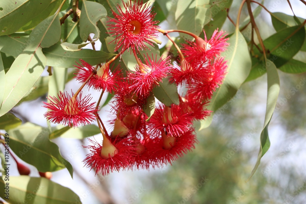 Obraz premium Flowering eucalyptus branch in summer, Australia