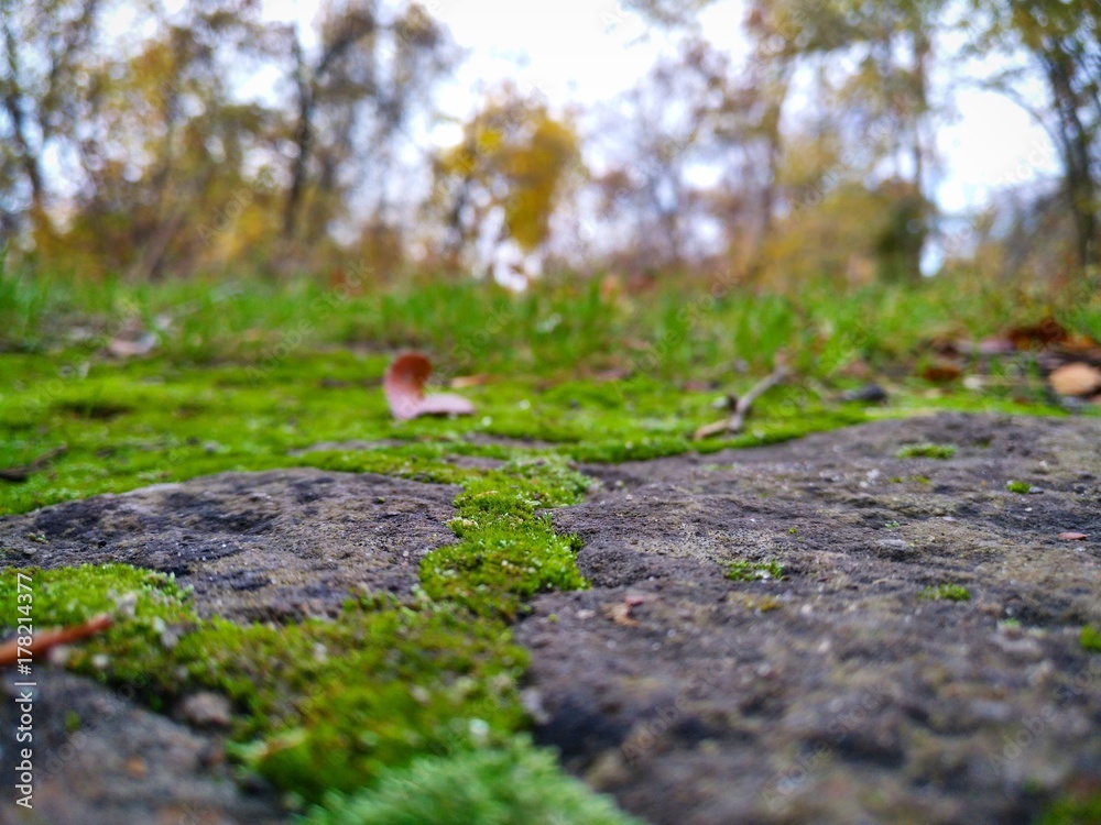 Мох Мох