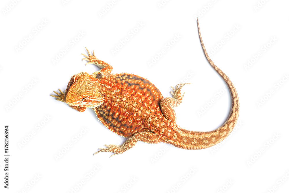 Obraz premium Bearded dragon dunner hat trans (Pogona vitticeps)