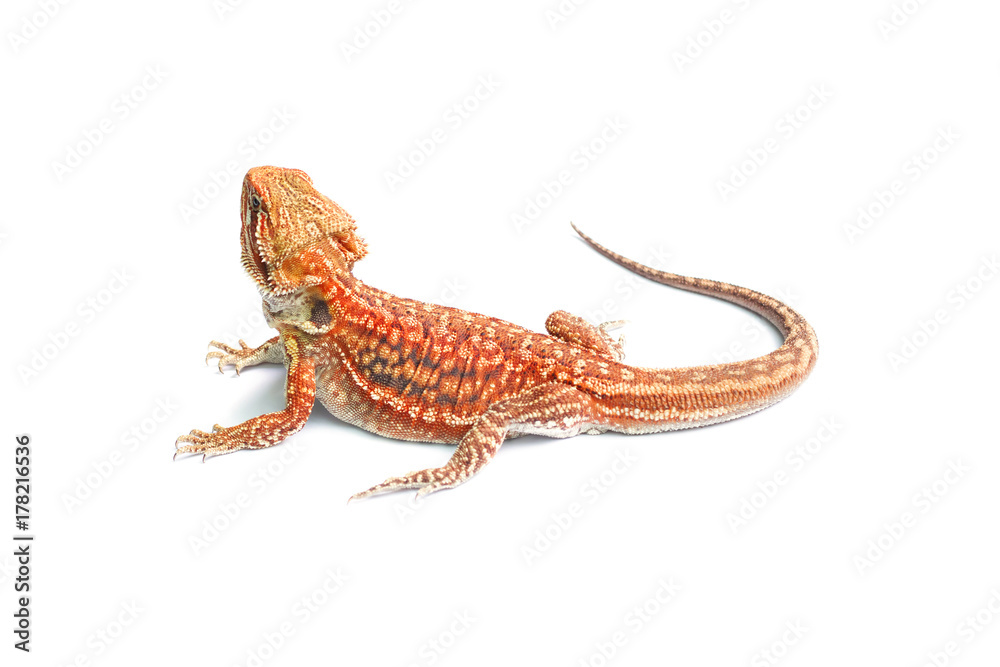 Fototapeta premium Bearded dragon dunner hat trans (Pogona vitticeps)