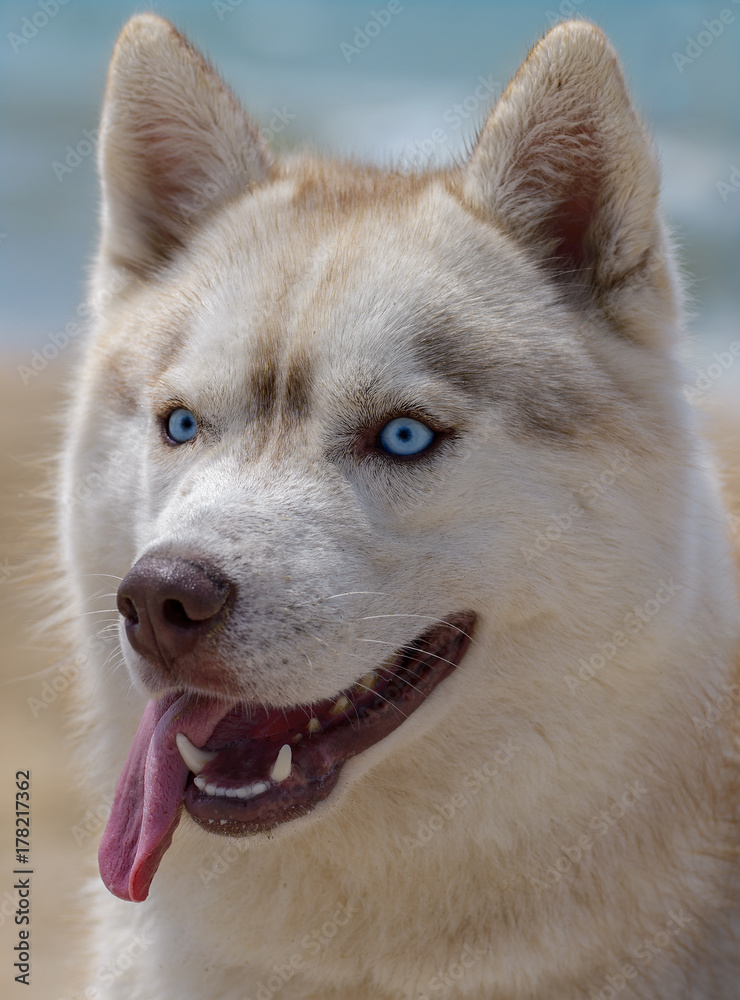 Dog portrait Husky Dog portrait Husky