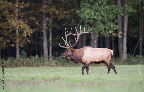 Wallpaper Mural Bull Elk Torontodigital.ca