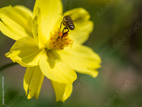 Flying bee with the pollen attached to his legs. © yosanon