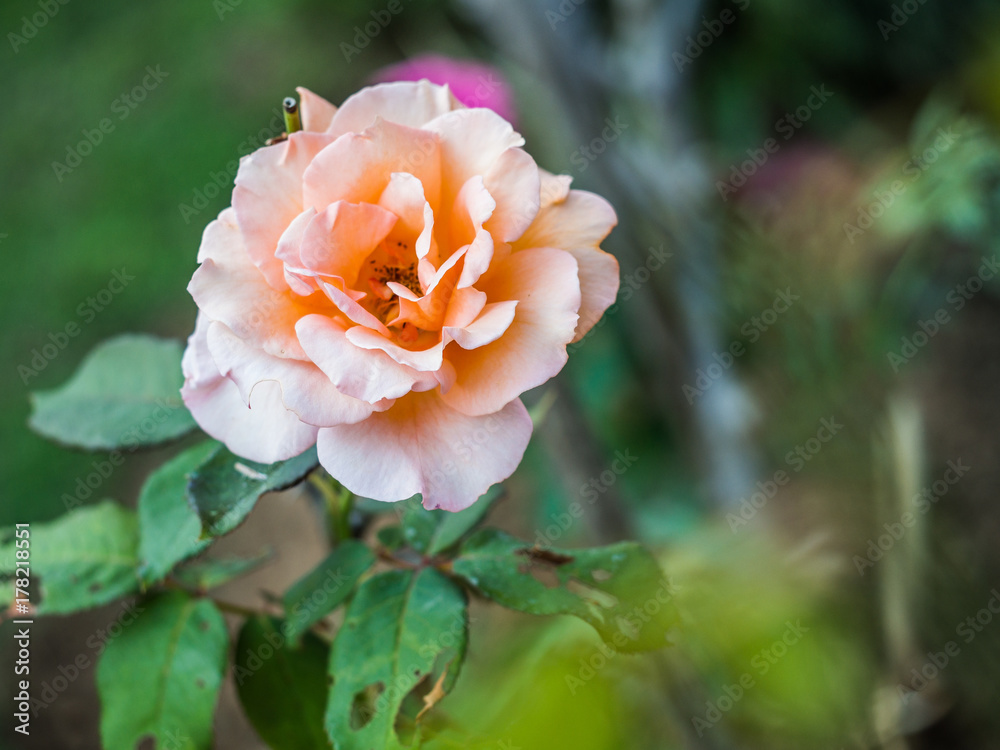 Obraz premium Orange rose