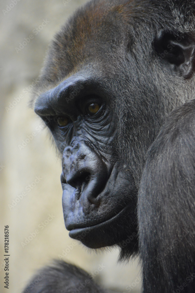 Obraz premium Gorilla