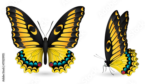 Set of colorful butterflies. Front and side view