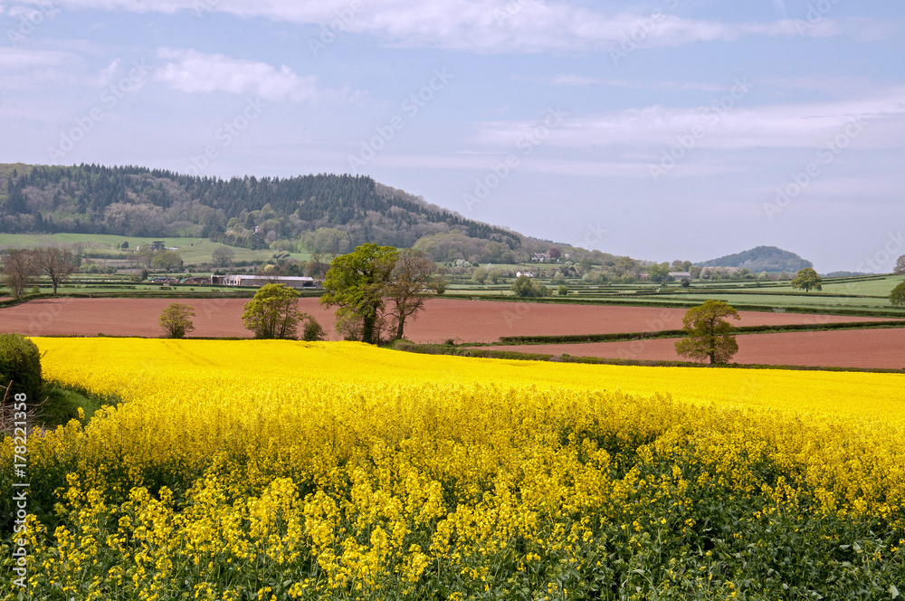 Summertime Canola crops in the English countryside.
