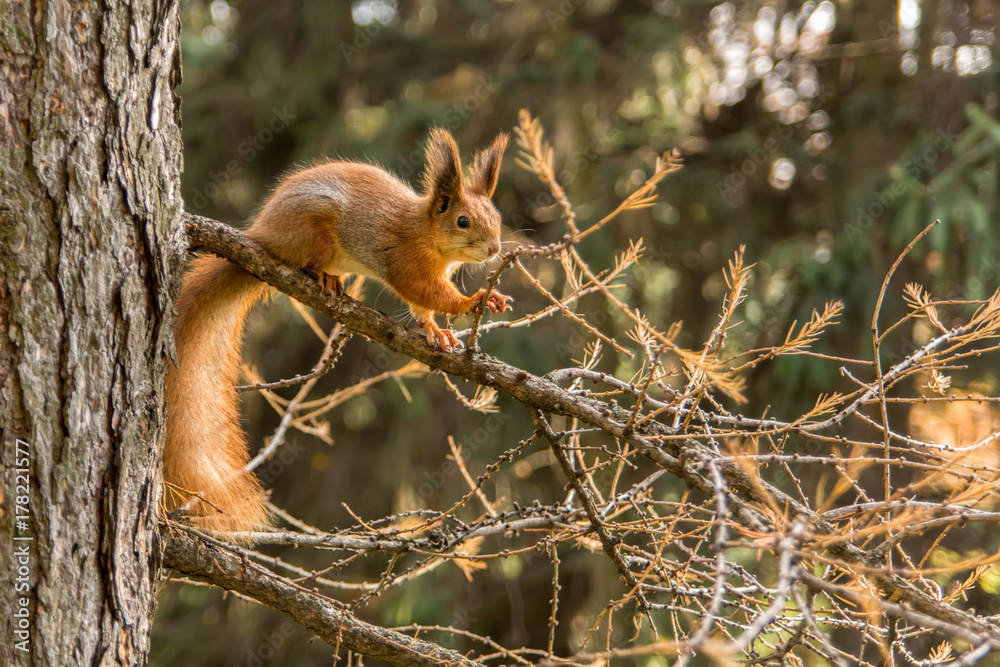 Squirrel in park Squirrel in park