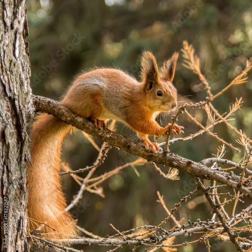 Squirrel in park © Tania Zbrodko