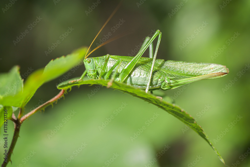 Grüne Heupferd - Tettigonia viridissima Grüne Heupferd - Tettigonia viridissima