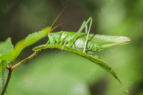 Grüne Heupferd - Tettigonia viridissima