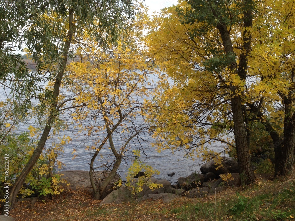 Yellow trees on the river bank Yellow trees on the river bank