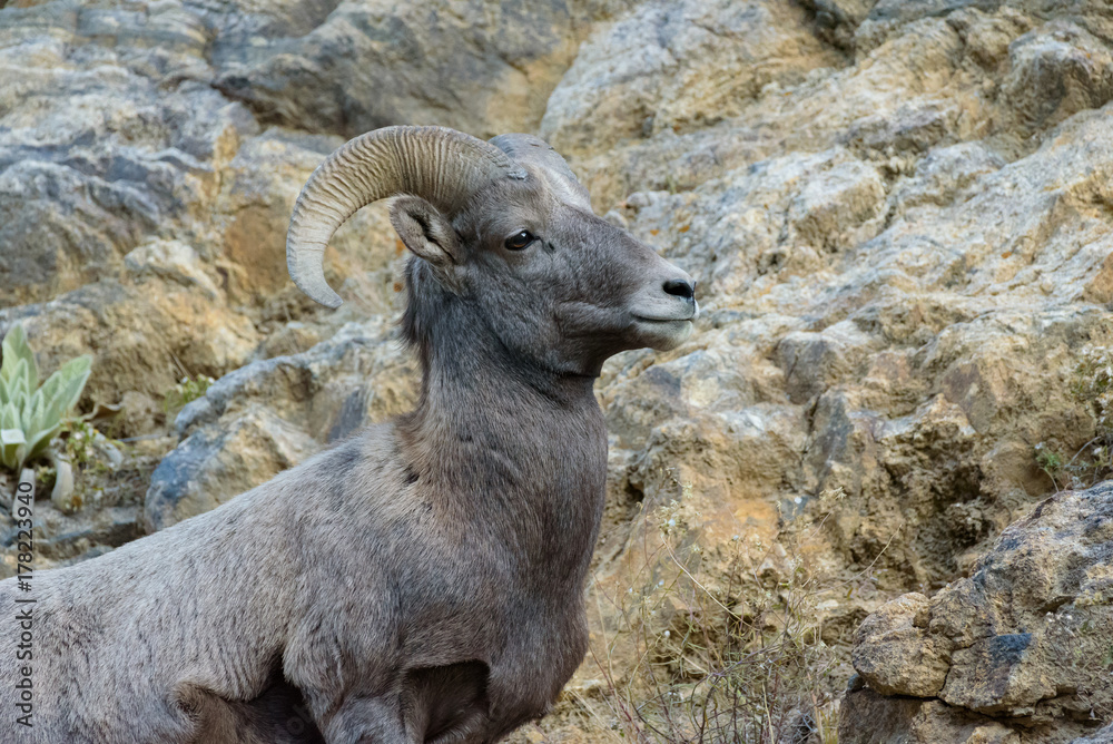 Naklejka premium Colorado Rocky Mountain Bighorn Sheep