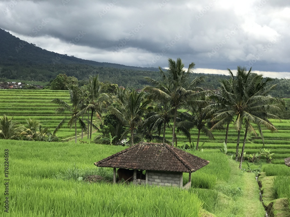 Rice fields terraces with fresh young rice in Bali, Indonesia Rice fields terraces with fresh young rice in Bali, Indonesia