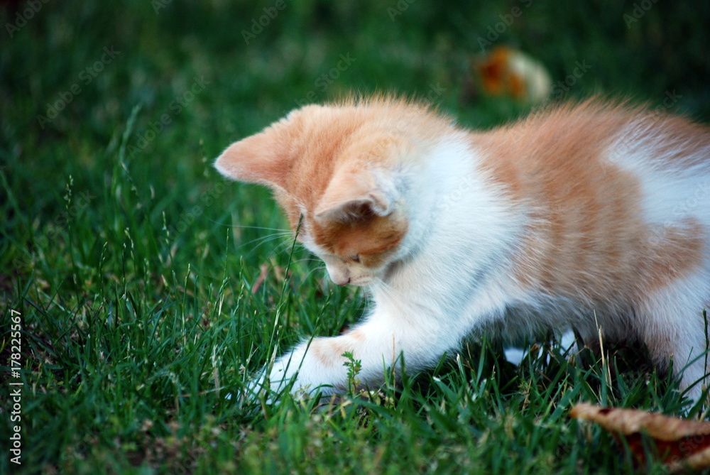 Cat is playing with grass