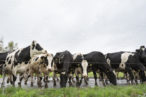 black and white cows in dutch landscape near farm in province of flevoland in the netherlands