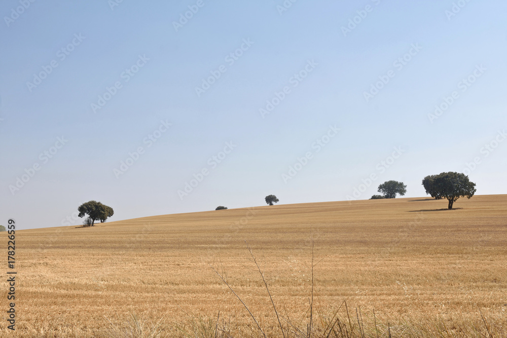 landscape of Castilla y Leon near Grajal de Campos, Tierra de Campos, Leon province, Spain