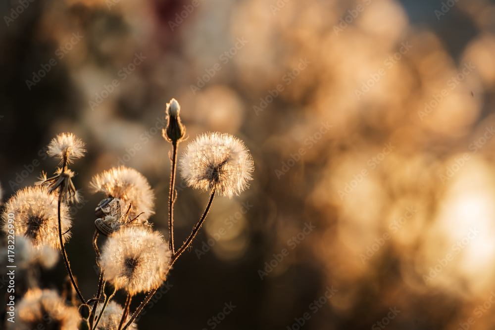 Fototapeta premium fluffy gentle flowers white dandelions in beautiful sunset sunlight. Soft gentle focus. Beautiful light. natural dark background and golden bokeh. 