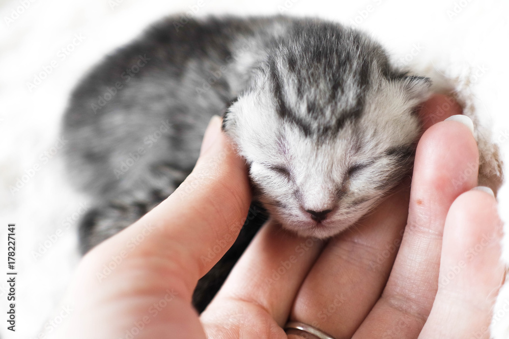 Kitten are newborn. Kitten are striped. Kitten are baby Kitten are newborn. Kitten are striped. Kitten are baby