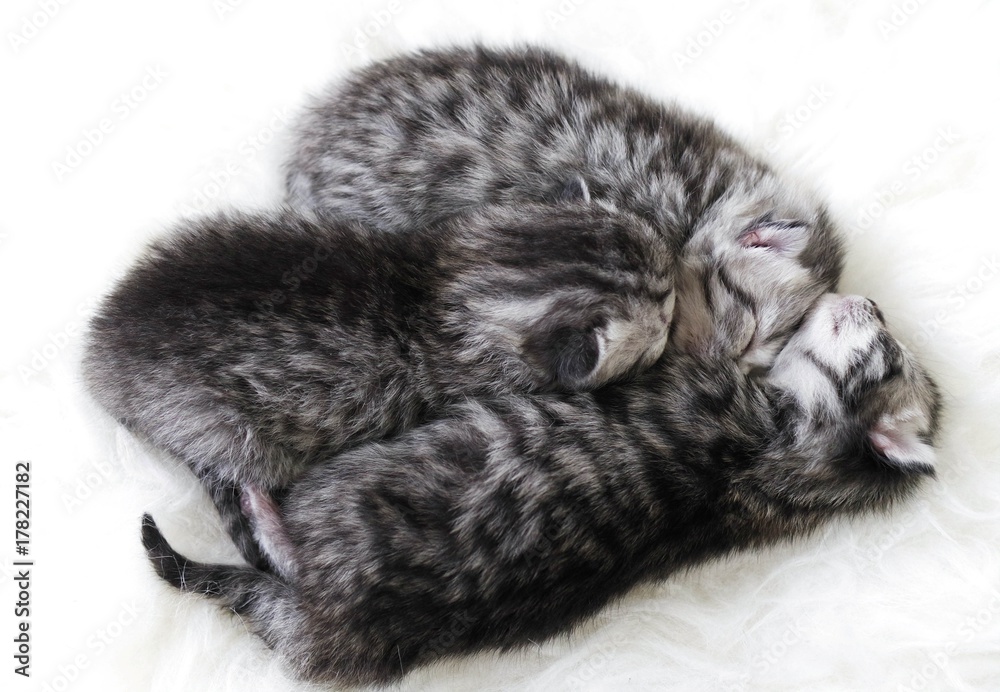 Fototapeta premium Kittens are newborns. Kittens are striped. Kittens are babes
