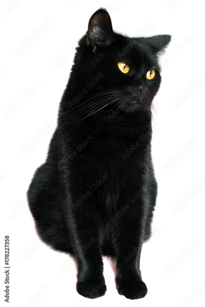 Black cat. Black beautiful cat on a white background.