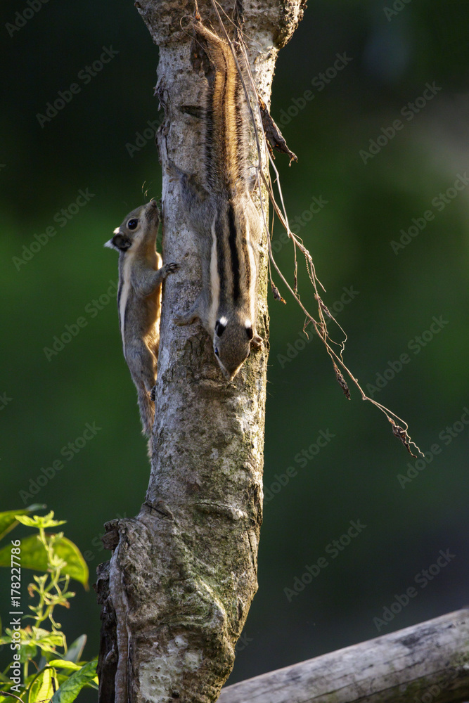 Image of Chipmunk small striped rodent on tree. Wild Animals.