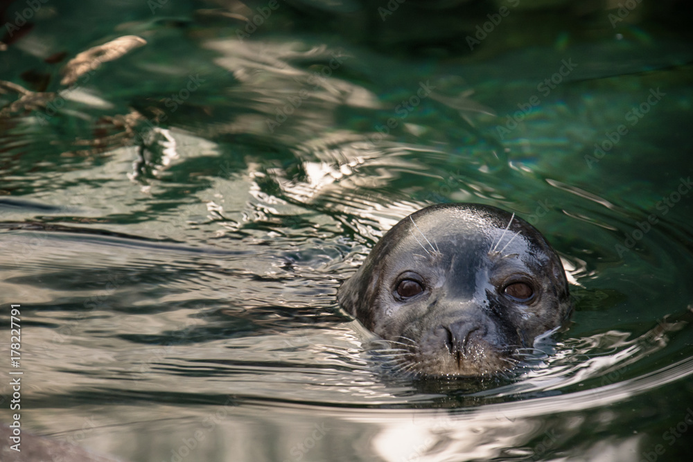 Naklejka premium Seal at the zoo