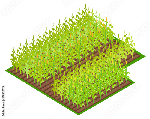 Field with Growing Corn Crops VectoI illustration