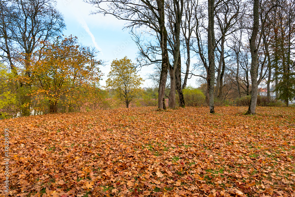 Yellow leaves under trees in park.