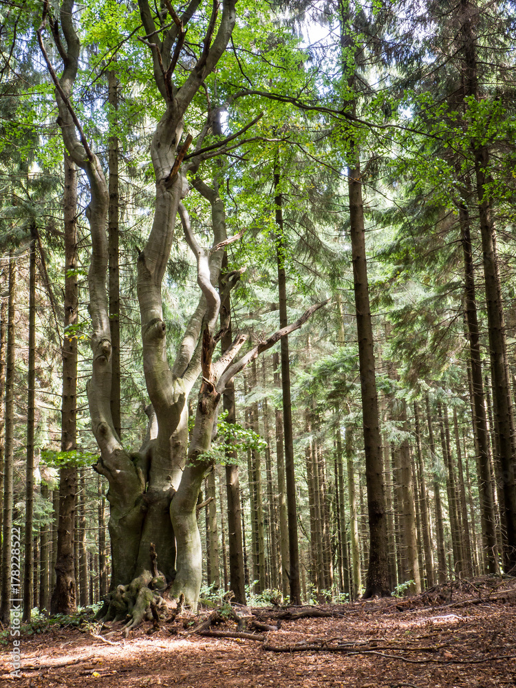 Obraz premium Old tree in the forest