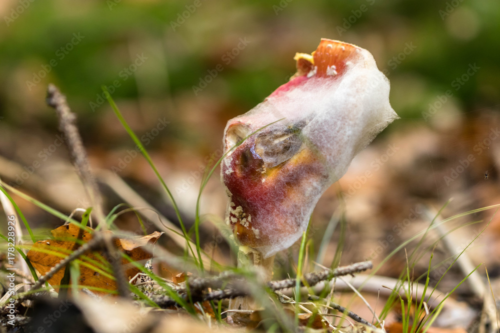 Pilz auf Pilz Pilz auf Pilz