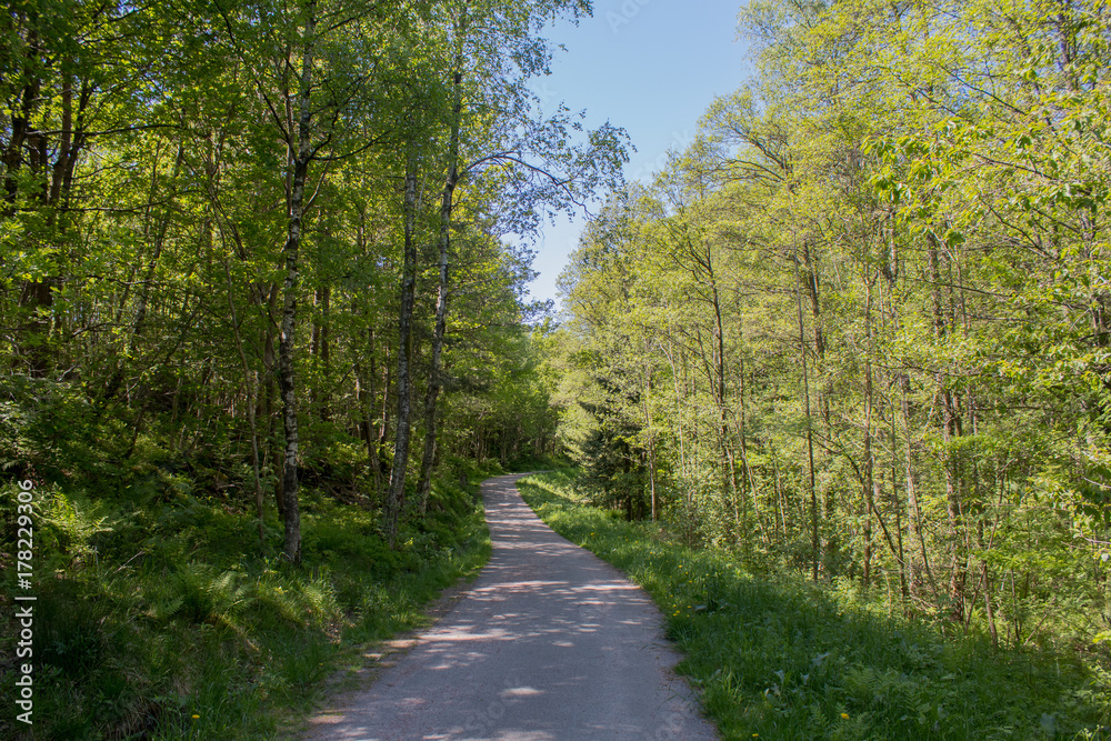 Walking path through a forest in beautiful green midsummer colors. Norway, Scandinavia. Walking path through a forest in beautiful green midsummer colors. Norway, Scandinavia.