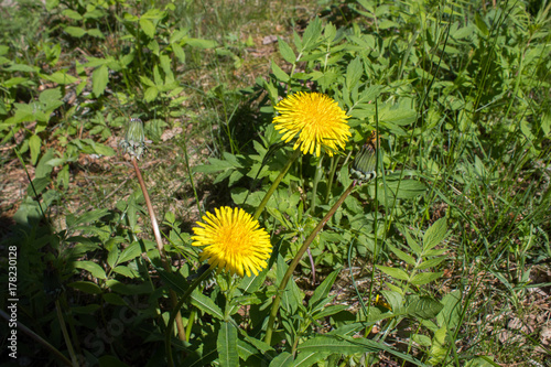 Fototapeta Naklejka Na Ścianę i Meble -  Dandelion flowers